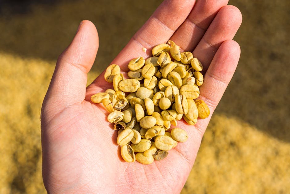 Close-up of green coffee beans in a hand, basking in sunlight.