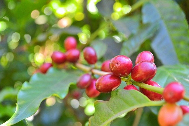 coffee, coffee beans, coffee leaves, red cherries, coffee fruits, coffee, coffee beans, coffee beans, coffee beans, coffee beans, coffee beans, coffee leaves, coffee leaves