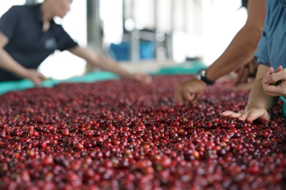 Workers sorting ripe coffee cherries on a farm in Lâm Đồng, Vietnam.
